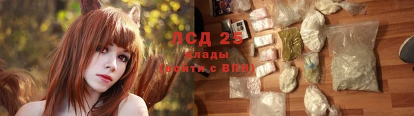 хмурый Аркадак