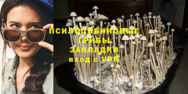 хмурый Аркадак