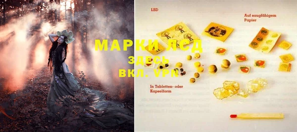 хмурый Аркадак