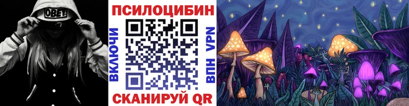 где найти   Палласовка  Галлюциногенные грибы Psilocybe 
